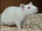 Rat and mouse urinary antigens found in beds at homes of lab animal workers