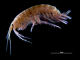Occupational asthma: New allergen from fresh water shrimps